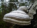 Fomes fomentarius-amf194